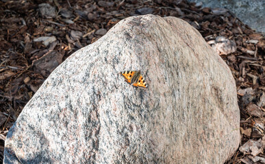 butterfly on the rock