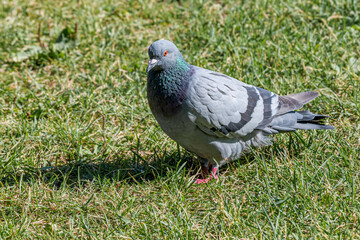 Rock Dove (Columba livia) in park, Moscow, Russia