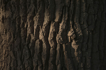 A close-up of the bark of an Oak tree