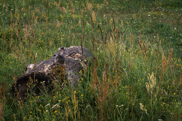 old rotting oak tree log lays in green summer meadow