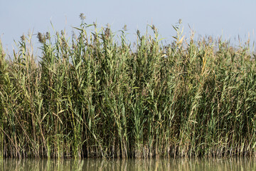 Reeds by an irrigation canal