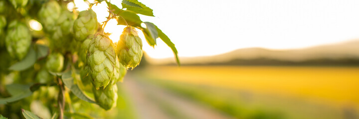 Fresh green hop cones growing on the vine. Hop banner. Beer brewing ingredients.