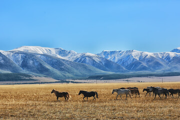 Altai mountain landscape, panorama autumn landscape background, fall nature view