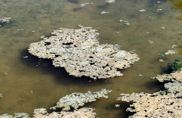 Surface mucilage on an irrigation canal