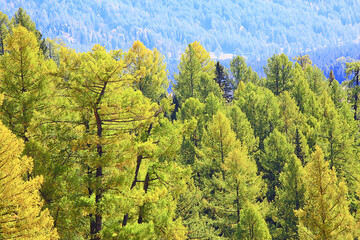 summer landscape in forest background panorama nature summer season landscape trees
