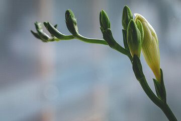 green buds of white freesia flower on blue grey blurry background - obrazy, fototapety, plakaty