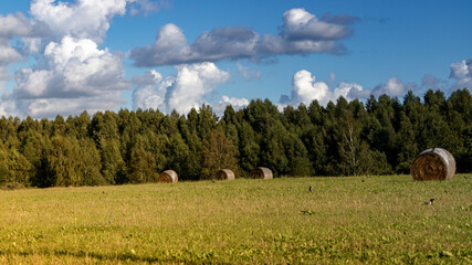 Fototapeta na wymiar A beautiful summer landscape with a wild field in the foreground and a pine forest in the background. Beautiful clouds. Natural landscape. Environmental concept