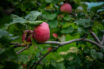 Fresh juicy fruits ripening on apple tree branch. Organic fruits in home garden.Green apples with pink stripes growing on a column apple tree