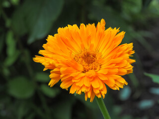 Large solitary orange flower head, close up. Beautiful cultivated China Aster blossom. Callistephus chinensis is ornamental, flowering and popular garden plant of the aster family, Asteraceae.