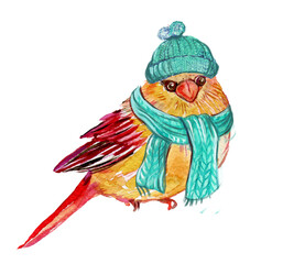  bird in winter, in a hat and scarf illustration for postcards