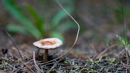 unknown yellow orange mushroom found in Latvia forest