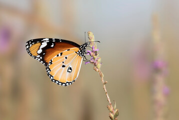African monarch (Danaus chrysippus)