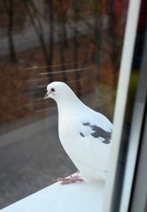 white dove on a window