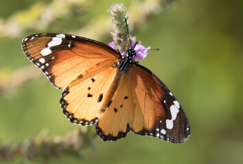 African monarch (Danaus chrysippus)