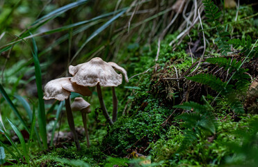 interesting uncommon unidentified mushrooms in forest grass. 