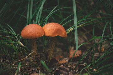 Beautiful aspen mushrooms leccinum aurantiacum in wild summer forest grass in Latvia