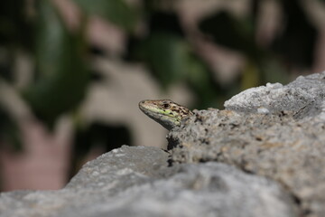 Naklejka na ściany i meble Green lizard sits on rocks and bask in the sun