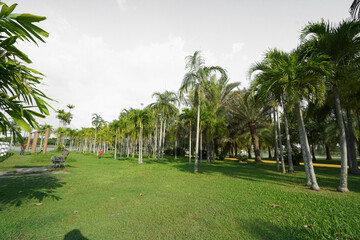 palm trees in the park, green lawn
