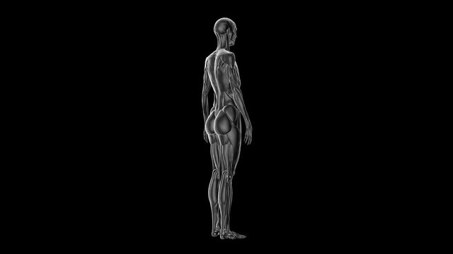 Human 3d Rendered Footage, Human Body on Black Background 4k Footage