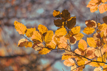 autumn leaves in the forest