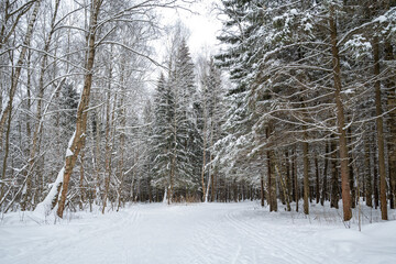Snow-covered path in winter forest with ski trails
