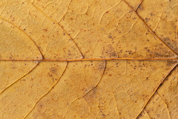 texture of a leaf, autumn