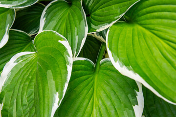 Fototapeta na wymiar Hosta leaves floral pattern background. Lush green hosta foliage top view.