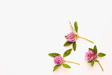 Fototapeta na wymiar Clover flowers on a white background. Blooming clover. Medicinal plants. Pink flowers on a white background. 