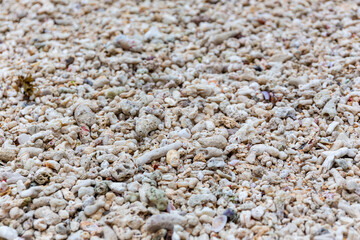 Pieces of dead bleached coral reef washed out on a beach after coral bleaching event on Mahe Island, Seychelles.