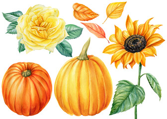 Set of pumpkins and flowers. Roses, sunflowers and leaves. Hand drawn watercolor painting on white background.