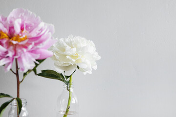 Beautiful fresh pink and white peonies in glass vase on grey background.Modern still life.Natural floral background