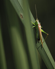 Grasshüpfer