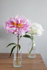 Beautiful fresh pink and white peonies in glass vase on grey background.Modern still life.Natural floral background