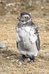 Foto op Plexiglas Detail of a young Magellanic penguin from Magdalena island in Chile © Fyle