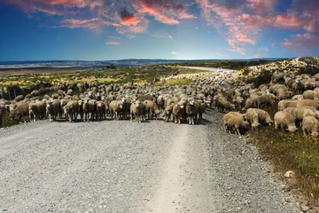 Selbstklebende Fototapeten Suinset over herd of sheep  in Tierra del Fuego © Fyle