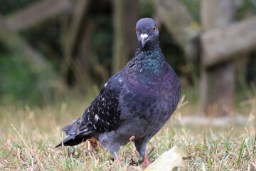 pigeon in the park, piccione