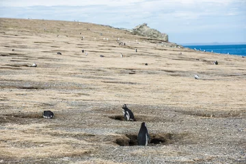 Foto op Plexiglas Colony of  Magellanic penguins on Magdalena island in Chile © Fyle
