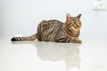 Tabby cat lying on a white background