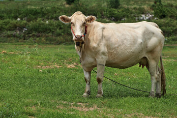 fat white female cow standing on the meadow