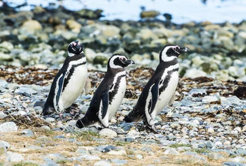 Foto op Plexiglas Three Magellanic penguins on Magdalena island in Chile © Fyle