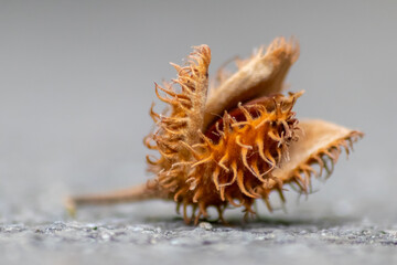 Beech nut macro in fall and autumn as seasonal forest fruit with spiky nutshell and delicious nut seeds as harvest for animal feed in forests and woods tasty snack on outdoor hiking adventures