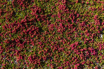 Foto auf Glas Red crowberry growing in Patagonia © Fyle