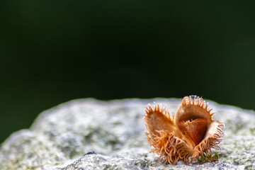 Beech nut macro in fall and autumn as seasonal forest fruit with spiky nutshell and delicious nut seeds as harvest for animal feed in forests and woods tasty snack on outdoor hiking adventures