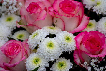 Pink roses in full blow close-up as valentines day bouquet with a blurred background and soft petals as tender decoration to show love and romance as floral ensemble and gift for mothers day greeting