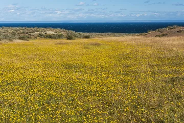 Foto op Plexiglas Blooming meadow of Tierra del Fuego © Fyle