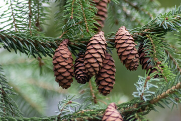 Ripe pine cone on a branch is spreading its seeds with the wind as delicious snack for squirrels...