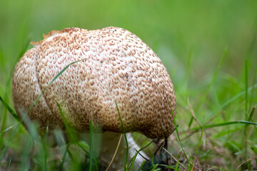 Big belly mushroom in a forest found on mushrooming tour in autumn with brown foliage in backlight on the ground in mushroom season as delicious but possibly poisonous and dangerous forest fruit