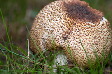 Big belly mushroom in a forest found on mushrooming tour in autumn with brown foliage in backlight on the ground in mushroom season as delicious but possibly poisonous and dangerous forest fruit