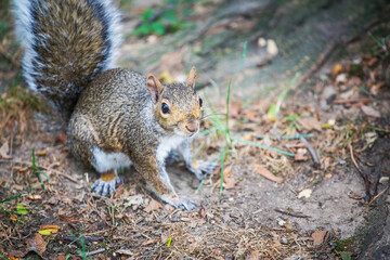 Naklejka na ściany i meble Cute squirrel in Central Park, Manhattan, New York City USA