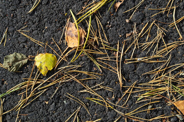 dead pine needles and leaves on tarmac
